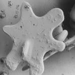 Compressed Snow Flake