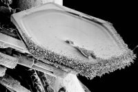 snowflake-macro-02 snowflake-macro-02