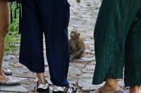 Monkey