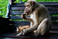 Monkey and Kitten