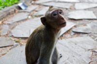 Contemplative Monkey