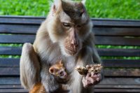 Monkey and Kitten