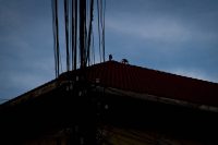 Roof Monkeys