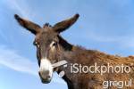 Isn't that right, Donkey