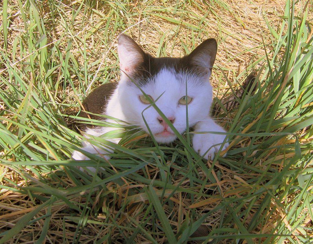 Jack chilling in the grass