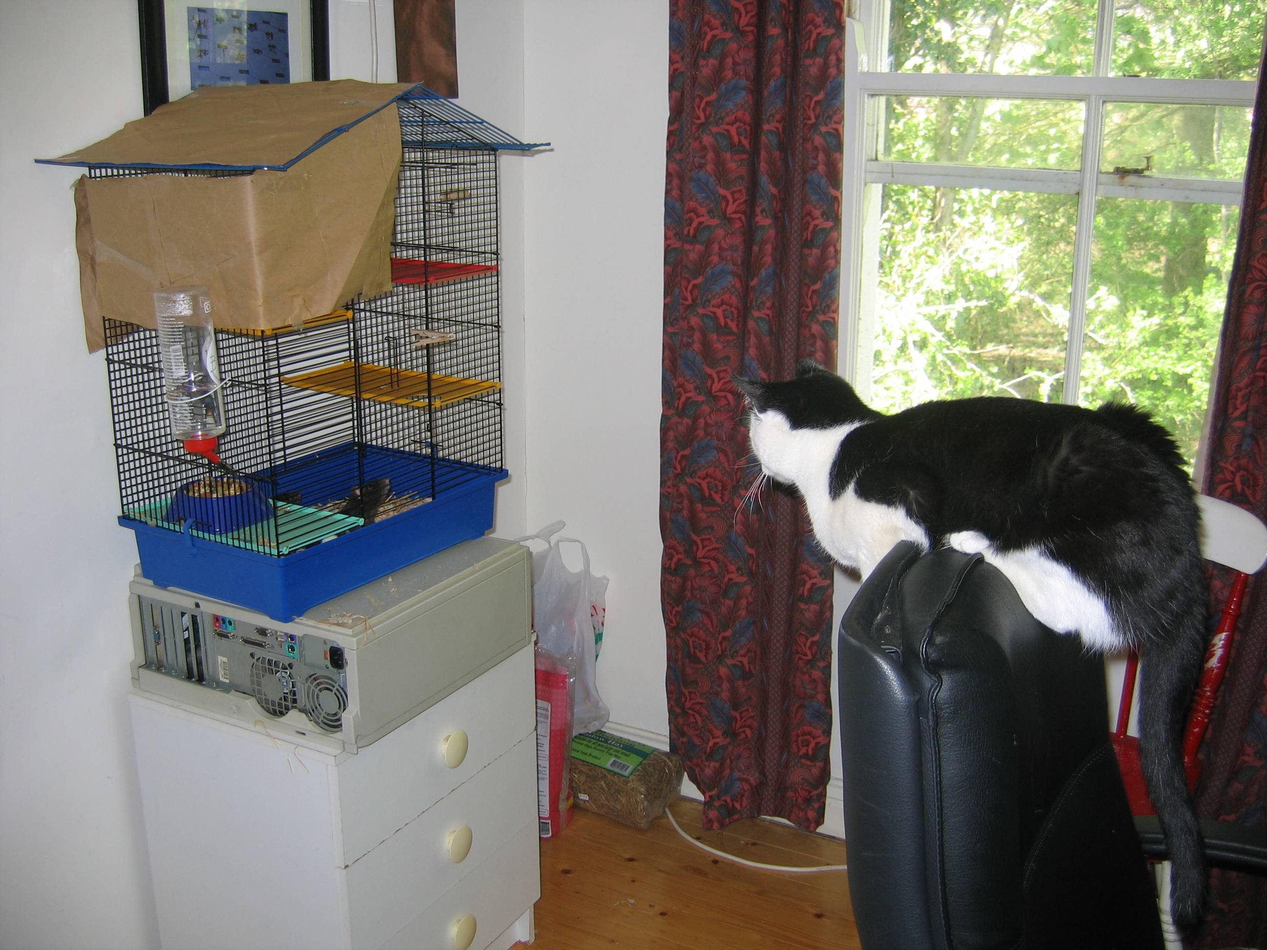 Jack watches the rats