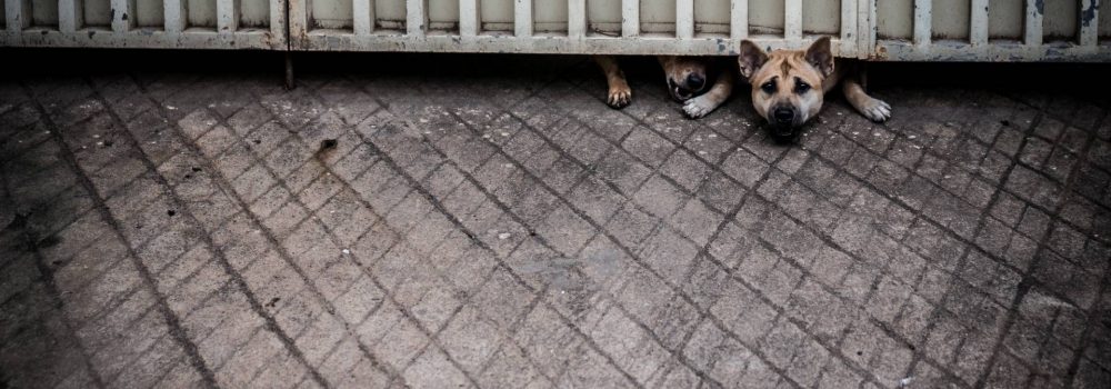 Desperate Dogs - A photo by Alex Leonard
