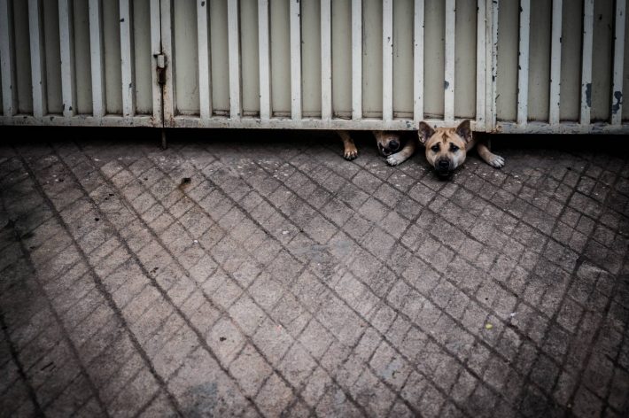 Desperate Dogs - A photo by Alex Leonard