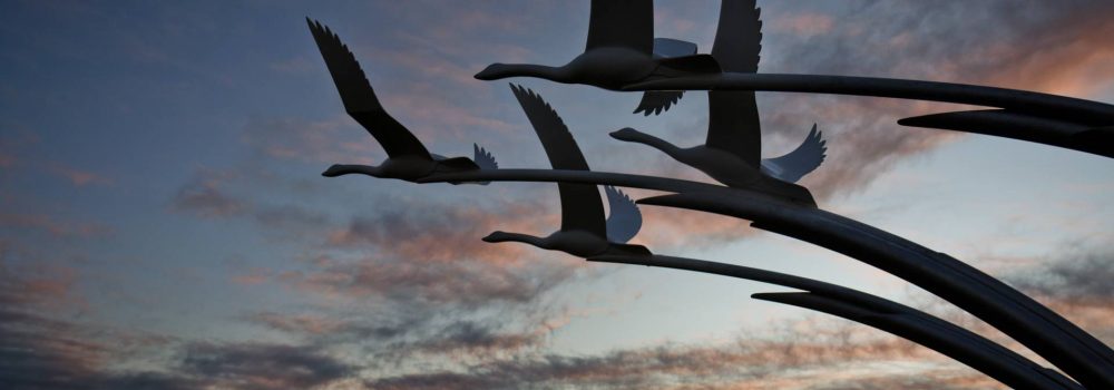 Ballycastle Swans - Photo by Alex Leonard