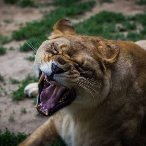 The lion's yawn - Photo by Alex Leonard
